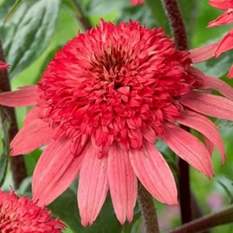 Echinacea-Jeżówka-Raspberry Truffle