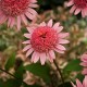 Echinacea-Jeżówka-Raspberry Truffle