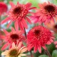 Echinacea-Jeżówka-Raspberry Truffle