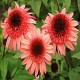 Echinacea-Jeżówka-Raspberry Truffle