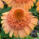 Echinacea-Jeżówka-Suprem Cantaloupe