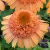 Echinacea-Jeżówka-Suprem Cantaloupe