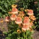 Echinacea-Jeżówka-Supreme™ Cantaloupe