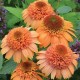 Echinacea-Jeżówka-Supreme™ Cantaloupe