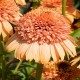 Echinacea-Jeżówka-Supreme™ Cantaloupe