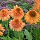 Echinacea-Jeżówka-Supreme™ Cantaloupe