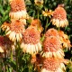 Echinacea-Jeżówka-Supreme™ Cantaloupe