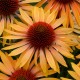 Echinacea-Jeżówka-Big Kahuna