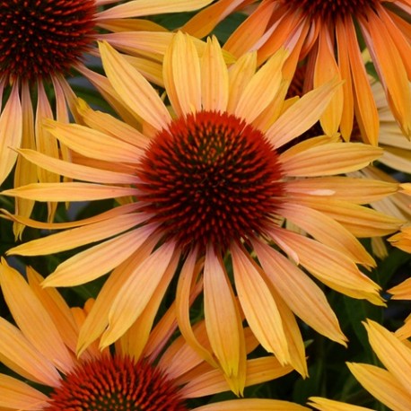 Echinacea-Jeżówka-Big Kahuna