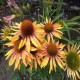 Echinacea-Jeżówka-Big Kahuna