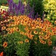Echinacea-Jeżówka-Big Kahuna