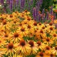 Echinacea-Jeżówka-Big Kahuna