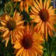 Echinacea-Jeżówka-Big Kahuna