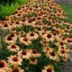 Echinacea-Jeżówka-Big Kahuna