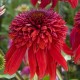 Echinacea-Jeżówka-Eccentric