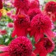 Echinacea-Jeżówka-Eccentric