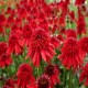 Echinacea-Jeżówka-Eccentric