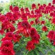 Echinacea-Jeżówka-Eccentric