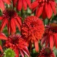 Echinacea-Jeżówka-Eccentric