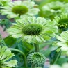 Echinacea-Jeżówka-Green Jewel (zielony klejnot)
