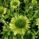 Echinacea-Jeżówka-Green Jewel