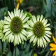 Echinacea-Jeżówka-Green Jewel