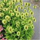 Echinacea-Jeżówka-Green Jewel