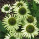 Echinacea-Jeżówka-Green Jewel
