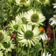 Echinacea-Jeżówka-Green Jewel