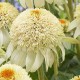 Echinacea-Jeżówka-Milkshake (mleczna)