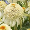 Echinacea-Jeżówka-Milkshake (mleczna)