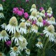 Echinacea-Jeżówka-Milkshake