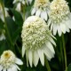 Echinacea-Jeżówka-Milkshake