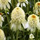 Echinacea-Jeżówka-Milkshake