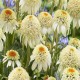 Echinacea-Jeżówka-Milkshake