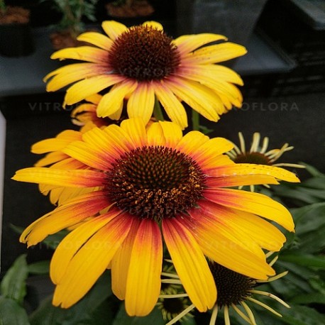 Echinacea-Jeżówka-Parrot