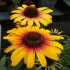 Echinacea-Jeżówka-Parrot (papuga)