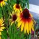 Echinacea-Jeżówka-Parrot