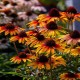 Echinacea-Jeżówka-Parrot