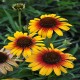 Echinacea-Jeżówka-Parrot