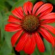 Echinacea-Jeżówka-Tomato Soup (pomidorowa)