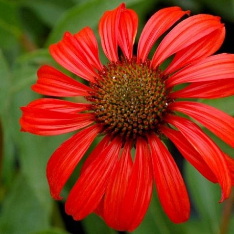 Echinacea-Jeżówka-Tomato Soup