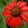 Echinacea-Jeżówka-Tomato Soup (pomidorowa)