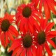 Echinacea-Jeżówka-Tomato Soup