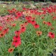 Echinacea-Jeżówka-Tomato Soup