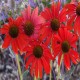 Echinacea-Jeżówka-Tomato Soup