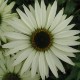 Echinacea-Jeżówka-Virgin