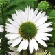 Echinacea-Jeżówka-Virgin