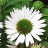 Echinacea-Jeżówka-Virgin