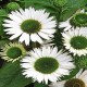 Echinacea-Jeżówka-Virgin